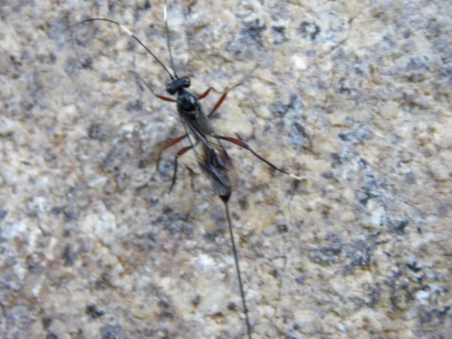 insecte volant non identifié juin 2008